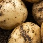Pentland Javelin Seed Potatoes - 20KG