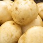 Pentland Javelin - 10 tuber pack Seed Potatoes by Jamieson Brothers