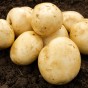 Pentland Javelin (2kg - Approx. 20-25 Tubers) Christmas Harvest Summer Planting Second Cropping Seed Potatoes, Grows Approx. 200 Potatoes, by Jamieson Brothers