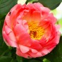 Peony Coral Sunset (Paeonia) 1x Spring Planting Flower Bulbs