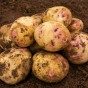 Picasso Seed Potatoes - 2KG