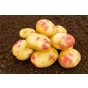Picasso Seed Potatoes