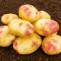 Picasso Seed Potatoes