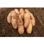 Pink Fir Apple Seed Potatoes