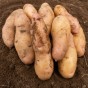 Pink Fir Apple Seed Potatoes