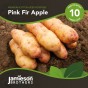 Jamieson Brothers® Pink Fir Apple - 10 tuber pack