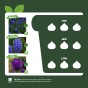 Blue Spring Flowering Lasagne Bulb Planting Kit - Layered Perennial Flower Bulbs for Garden Pots & Containers, Mixed Tulips, Muscari & Hyacinths – by Jamieson Brothers