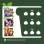 Multi-Colour Spring Flowering Lasagne Bulb Planting Kit - Layered Perennial Flower Bulbs for Garden Pots & Containers, Mixed Tulips, Crocus & Alliums – by Jamieson Brothers
