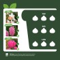 Pink Spring Flowering Lasagne Bulb Planting Kit - Layered Perennial Flower Bulbs for Garden Pots & Containers, Mixed Tulips, Daffodils & Hyacinths – by Jamieson Brothers
