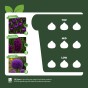 Purple Spring Flowering Lasagne Bulb Planting Kit - Layered Perennial Flower Bulbs for Garden Pots & Containers, Mixed Crocus, Hyacinths & Alliums – by Jamieson Brothers