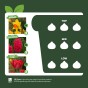 Red Spring Flowering Lasagne Bulb Planting Kit - Layered Perennial Flower Bulbs for Garden Pots & Containers, Mixed Tulips, Daffodils & Hyacinths – by Jamieson Brothers