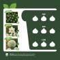 White Spring Flowering Lasagne Bulb Planting Kit - Layered Perennial Flower Bulbs for Garden Pots & Containers, Mixed Snowdrops, Daffodils & Alliums – by Jamieson Brothers