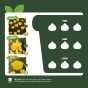 Yellow Spring Flowering Lasagne Bulb Planting Kit - Layered Perennial Flower Bulbs for Garden Pots & Containers, Mixed Tulips, Daffodils & Crocus – by Jamieson Brothers