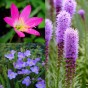 Postal Box - Flowers With A Message! (Liatris Spicata, Zephyranthus Robustus, Freesia Hybrid) 30x Spring Planting Flower Bulbs| Flower Bulbs for Planting Now UK | Plant Garden Outdoor | Gifting Box | Present Box