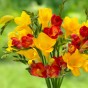 Postal Box - Sending You Happiness! (Freesia Hybrid, Freesia Hybrid) 30x Spring Planting Flower Bulbs| Flower Bulbs for Planting Now UK | Plant Garden Outdoor | Gifting Box | Present Box