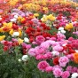 Postal Box - Sending You Love! (Freesia Hybrid, Freesia Hybrid, Ranunculus Asiaticus, Ranunculus Asiaticus, Freesia Hybrid) 25x Spring Planting Flower Bulbs| Flower Bulbs for Planting Now UK | Plant Garden Outdoor | Gifting Box | Present Box