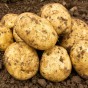 SpudMan 9 Maris Peer Seed Potatoes + 3 Grow Bags + 3 Potato Compost