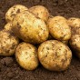 SpudMan 9 Maris Piper Seed Potatoes + 3 Grow Bags + 3 Potato Compost
