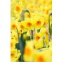 Daffodil (Narcissus) Botanical Mix 12 Bulbs Ready for Planting Now in UK Autumn Outdoor Gardens