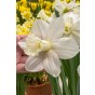 Daffodil (Narcissus) Trumpet Watch Up 5 Bulbs Ready for Planting Now in UK Autumn Outdoor Gardens by Jamieson Brothers
