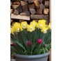 Daffodil (Narcissus) Trumpet Teal 5 Bulbs Ready for Planting Now in UK Autumn Outdoor Gardens