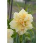 Daffodil (Narcissus) Double Pompom Rose 5 Bulbs Ready for Planting Now in UK Autumn Outdoor Gardens