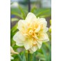 Daffodil (Narcissus) Double Pompom Rose 5 Bulbs Ready for Planting Now in UK Autumn Outdoor Gardens