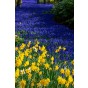 Daffodil (Narcissus)/Muscari Kit Gift Box 10 Bulbs Ready for Planting Now in UK Autumn Outdoor Gardens by Jamieson Brothers