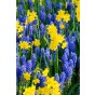 Daffodil (Narcissus)/Muscari Kit Gift Box 10 Bulbs Ready for Planting Now in UK Autumn Outdoor Gardens by Jamieson Brothers