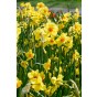 Daffodil (Narcissus) Botanical Mix 12 Bulbs Ready for Planting Now in UK Autumn Outdoor Gardens