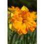 Daffodil (Narcissus) Split Outright Orange 5 Bulbs Ready for Planting Now in UK Autumn Outdoor Gardens