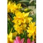 Daffodil (Narcissus) Tete Bouclé 12 Bulbs Ready for Planting Now in UK Autumn Outdoor Gardens