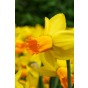 Daffodil (Narcissus) Botanical/Rockgarden Jetfire 10 Bulbs Ready for Planting Now in UK Autumn Outdoor Gardens by Jamieson Brothers