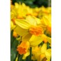 Daffodil (Narcissus) Botanical/Rockgarden Jetfire 10 Bulbs Ready for Planting Now in UK Autumn Outdoor Gardens by Jamieson Brothers
