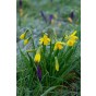 Daffodil (Narcissus) Botanical/Rockgarden Tête A Tête 10 Bulbs Ready for Planting Now in UK Autumn Outdoor Gardens