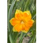 Daffodil (Narcissus) Split Outright Orange 5 Bulbs Ready for Planting Now in UK Autumn Outdoor Gardens