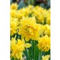 Daffodil (Narcissus) Tete Bouclé 12 Bulbs Ready for Planting Now in UK Autumn Outdoor Gardens
