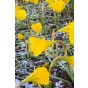 Daffodil (Narcissus) Botanical Oxford Gold 8 Bulbs Ready for Planting Now in UK Autumn Outdoor Gardens