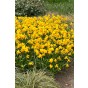 Daffodil (Narcissus) Botanical/Rockgarden Jetfire 10 Bulbs Ready for Planting Now in UK Autumn Outdoor Gardens by Jamieson Brothers