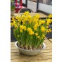 Daffodil (Narcissus) Botanical/Rockgarden Tête A Tête 10 Bulbs Ready for Planting Now in UK Autumn Outdoor Gardens
