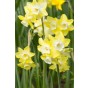 Best Friends, Garden Grace: Daffodil Pipit & Tulip Synaeda Blue, 10 Bulbs Ready for Planting Now in UK Autumn Outdoor Gardens