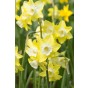 Best Friends, Garden Grace: Daffodil Pipit & Tulip Synaeda Blue, 10 Bulbs Ready for Planting Now in UK Autumn Outdoor Gardens