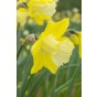 Daffodil (Narcissus) Trumpet Teal 5 Bulbs Ready for Planting Now in UK Autumn Outdoor Gardens