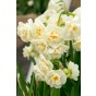 Daffodil (Narcissus) Tazetta/Multiflowering Cheerfulness 5 Bulbs Ready for Planting Now in UK Autumn Outdoor Gardens by Jamieson Brothers