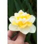 Daffodil (Narcissus) Double Golden Pearl 5 Bulbs Ready for Planting Now in UK Autumn Outdoor Gardens