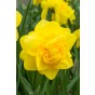 Hello Spring! Yellow Mix: Daffodil Carlton, Daffodil Golden Ducat, Daffodil Ice Follies, Daffodil Obdam, 20 Bulbs Ready for Planting Now in UK Autumn Outdoor Gardens by Jamieson Brothers
