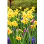 Happy Spring Garden 200 Bulbs Ready for Planting Now in UK Autumn Outdoor Gardens by Jamieson Brothers