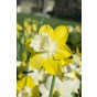 Daffodil (Narcissus) Trumpet Teal 5 Bulbs Ready for Planting Now in UK Autumn Outdoor Gardens