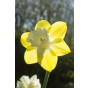 Daffodil (Narcissus) Trumpet Teal 5 Bulbs Ready for Planting Now in UK Autumn Outdoor Gardens