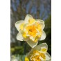 Daffodil (Narcissus) Double Golden Pearl 5 Bulbs Ready for Planting Now in UK Autumn Outdoor Gardens